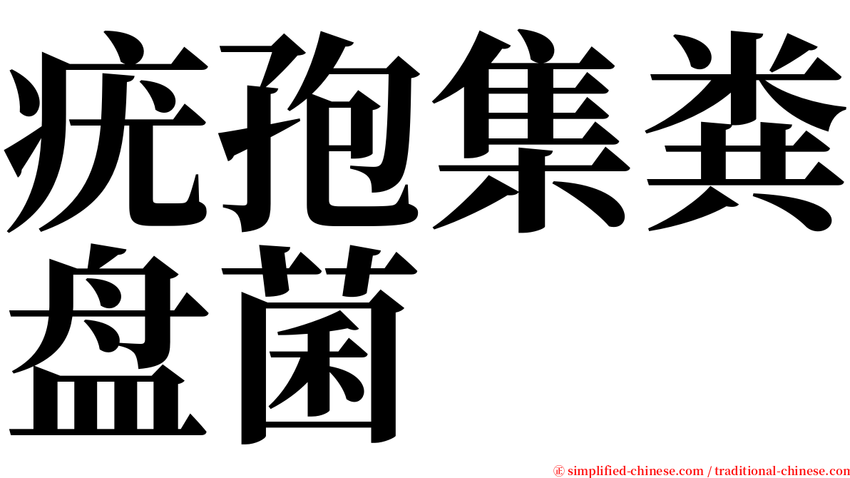 疣孢集粪盘菌 serif font