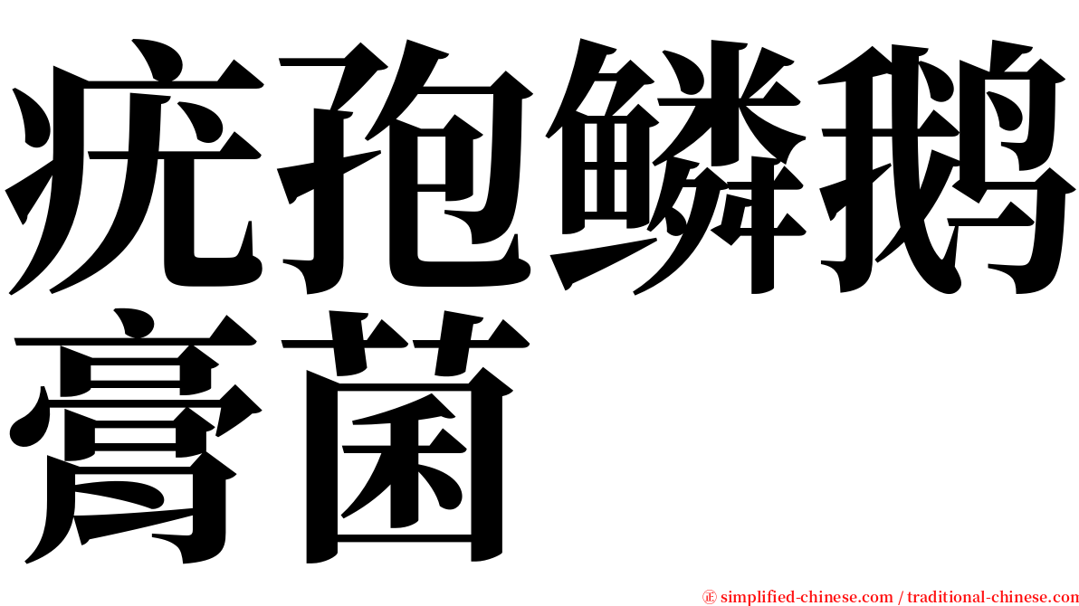 疣孢鳞鹅膏菌 serif font