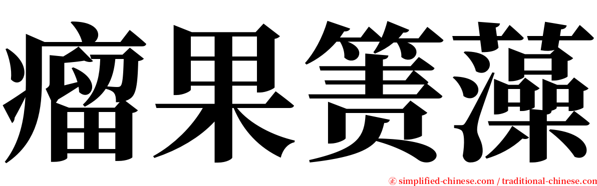 瘤果箦藻 serif font