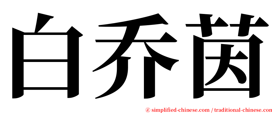 白乔茵 serif font