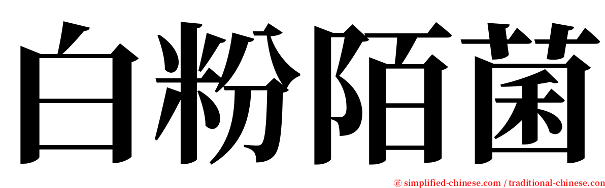 白粉陌菌 serif font