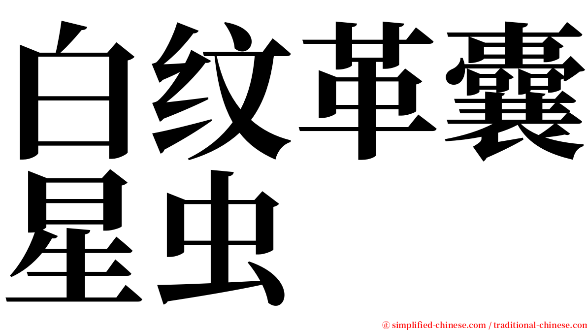 白纹革囊星虫 serif font