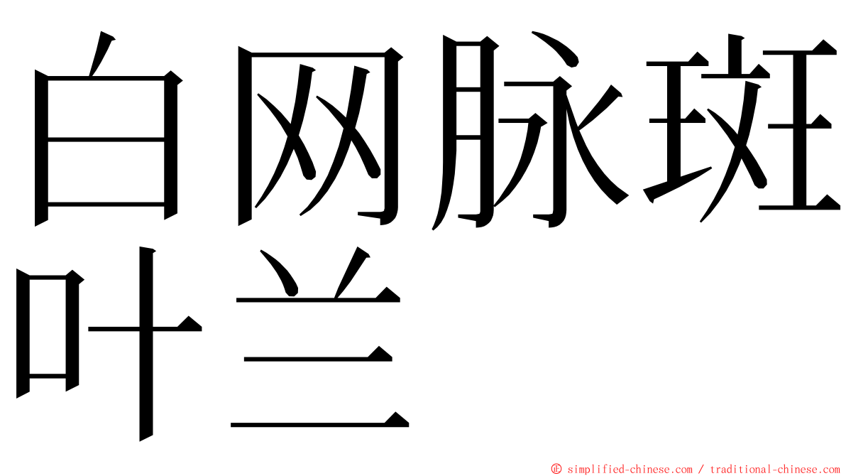 白网脉斑叶兰 ming font