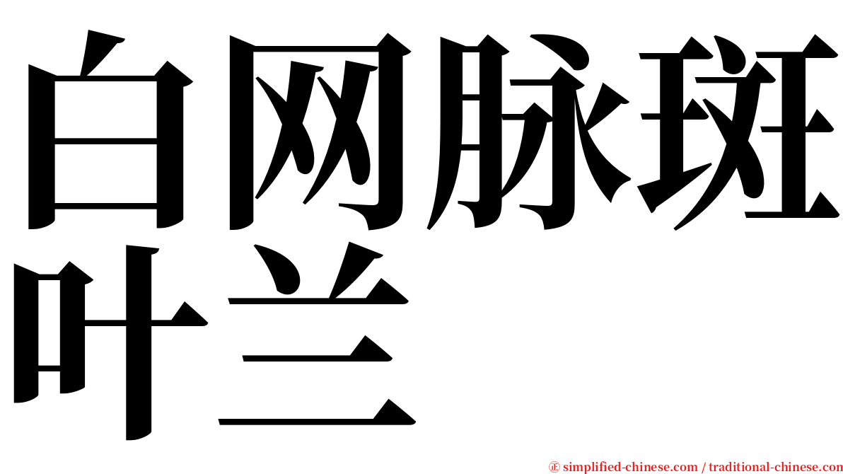 白网脉斑叶兰 serif font