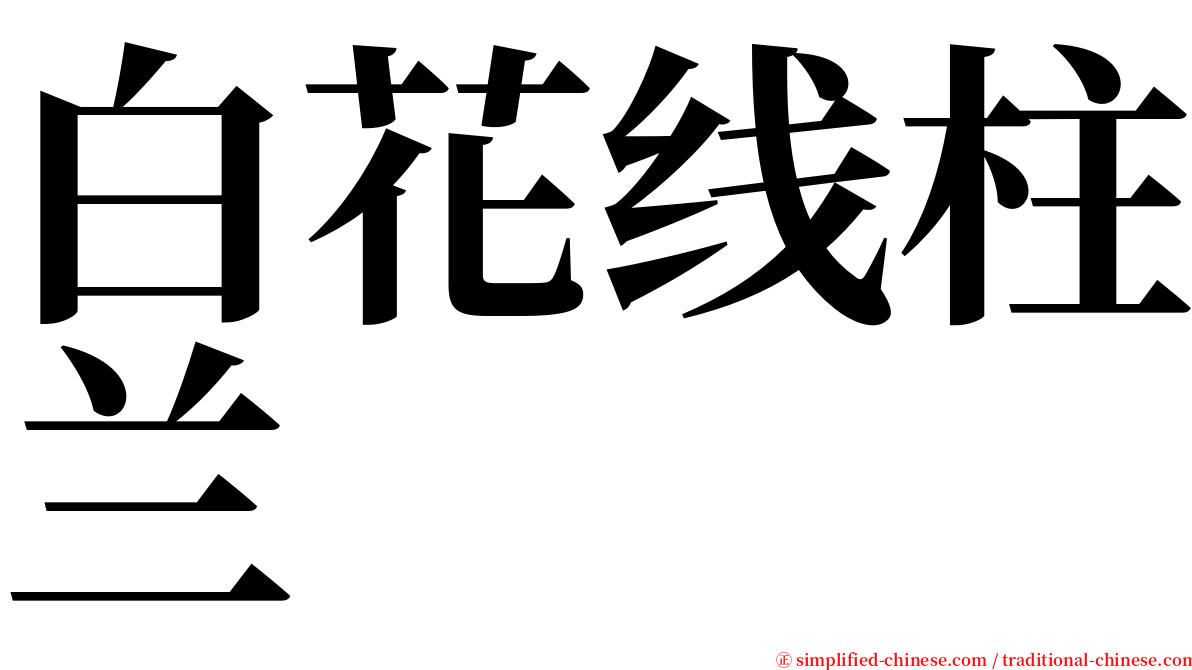 白花线柱兰 serif font