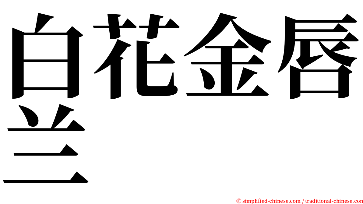 白花金唇兰 serif font