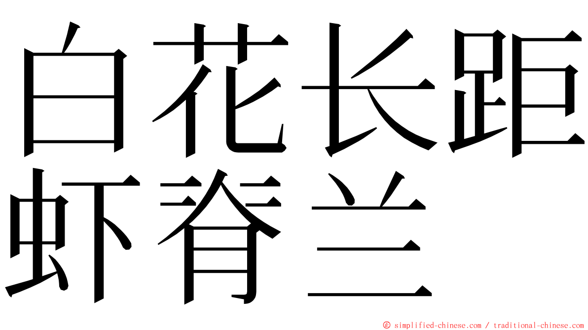 白花长距虾脊兰 ming font