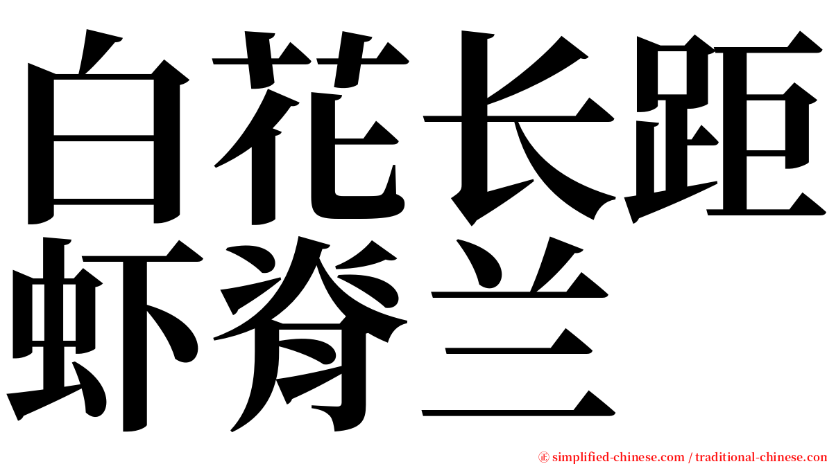 白花长距虾脊兰 serif font