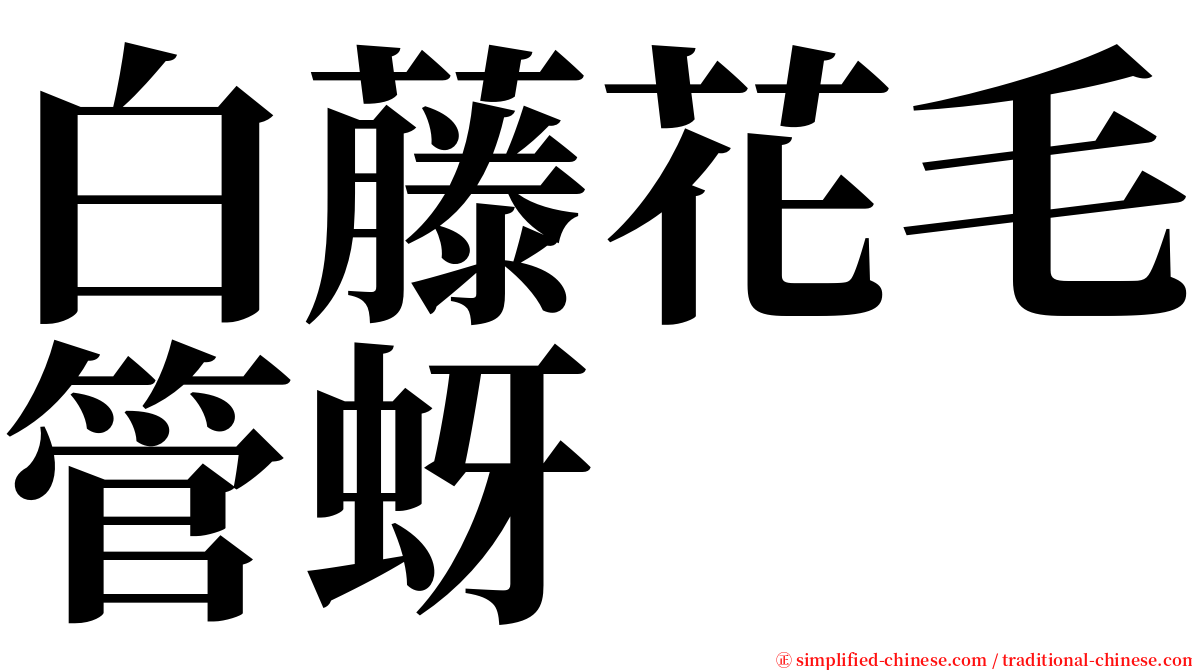 白藤花毛管蚜 serif font