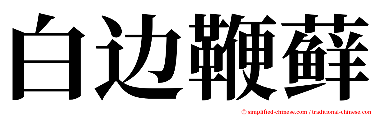 白边鞭藓 serif font