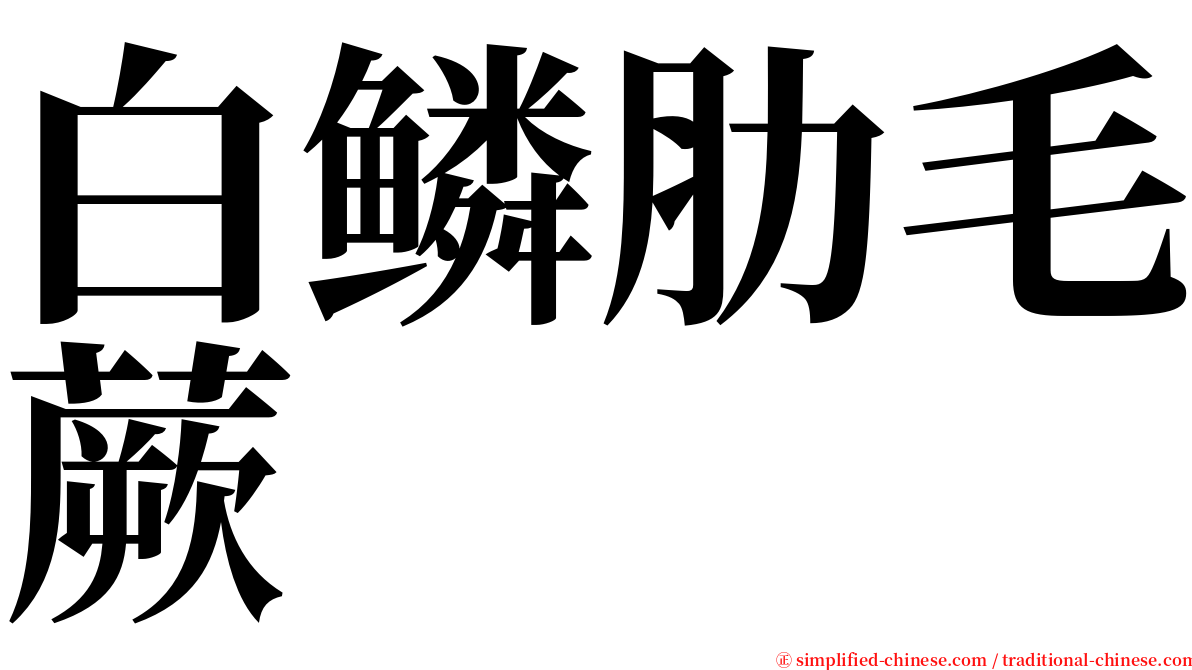 白鳞肋毛蕨 serif font