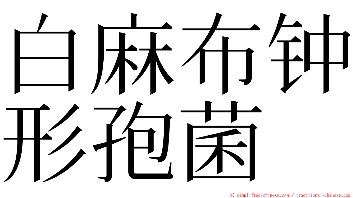 白麻布钟形孢菌 ming font