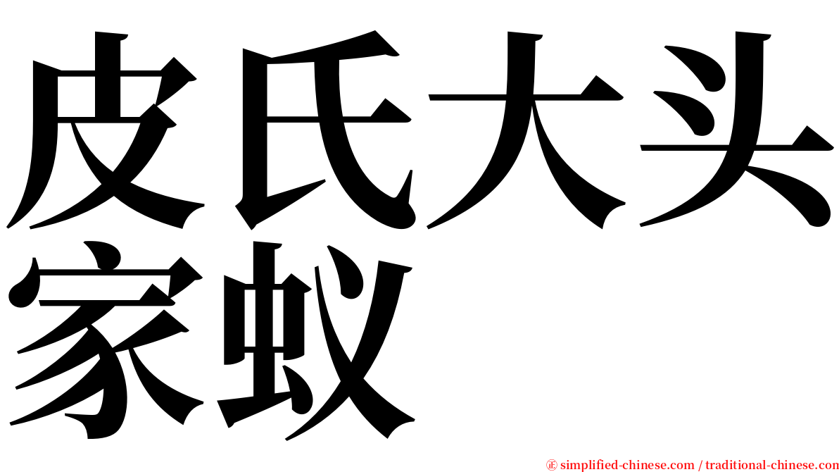 皮氏大头家蚁 serif font