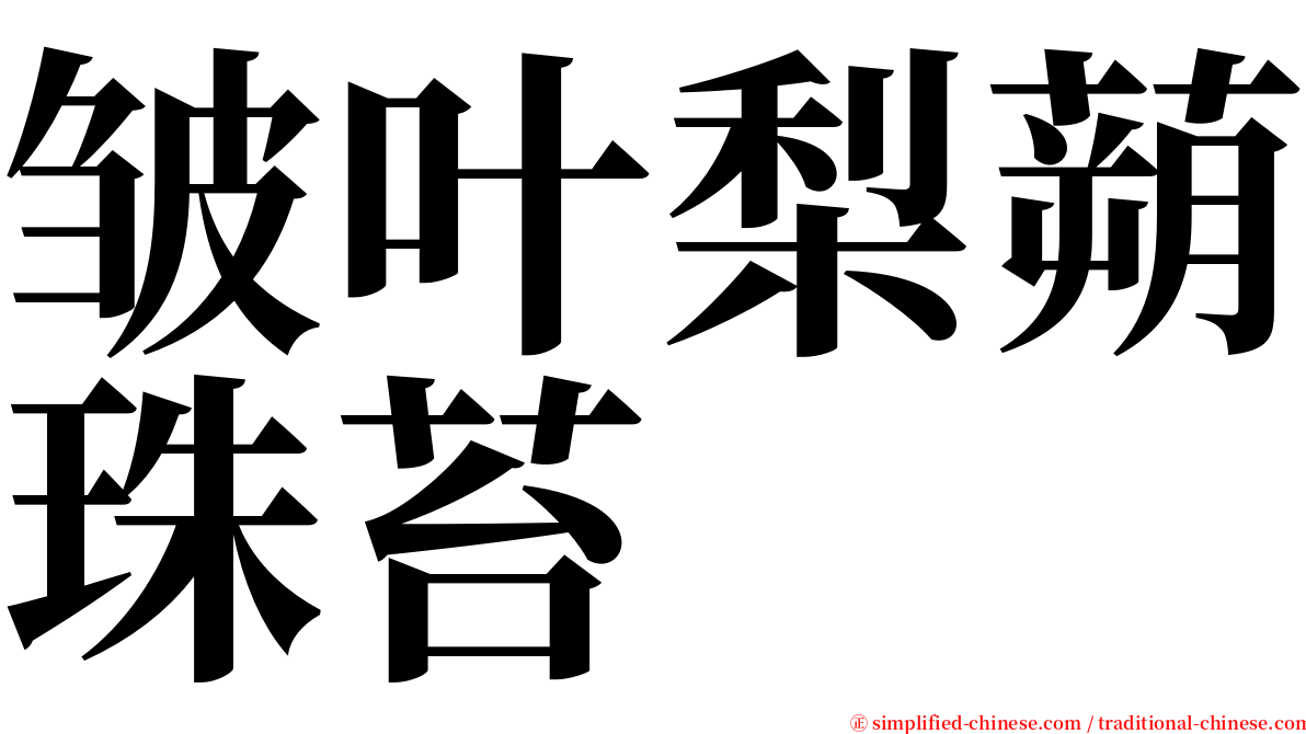 皱叶梨蒴珠苔 serif font