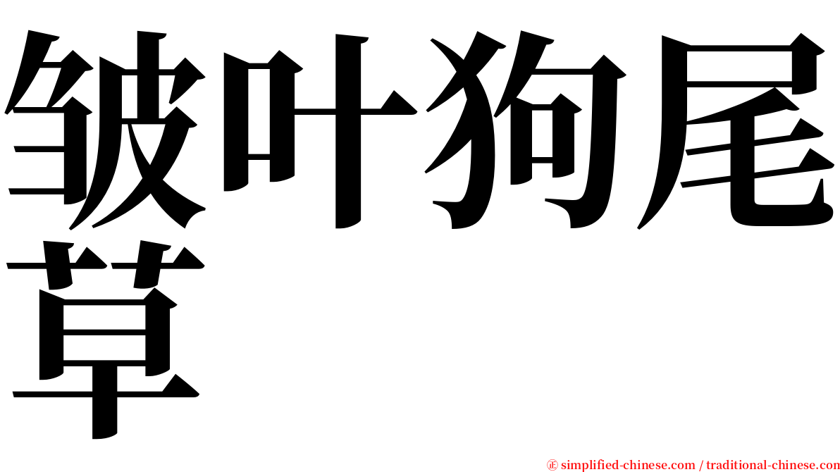 皱叶狗尾草 serif font