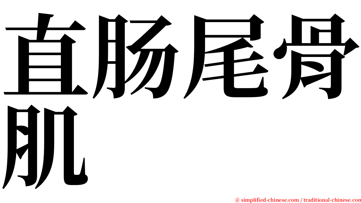 直肠尾骨肌 serif font