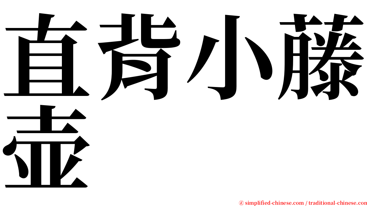 直背小藤壶 serif font