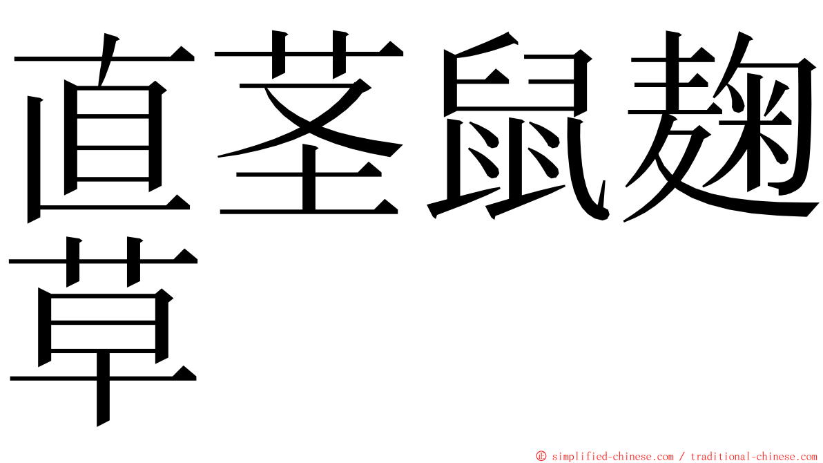 直茎鼠麹草 ming font