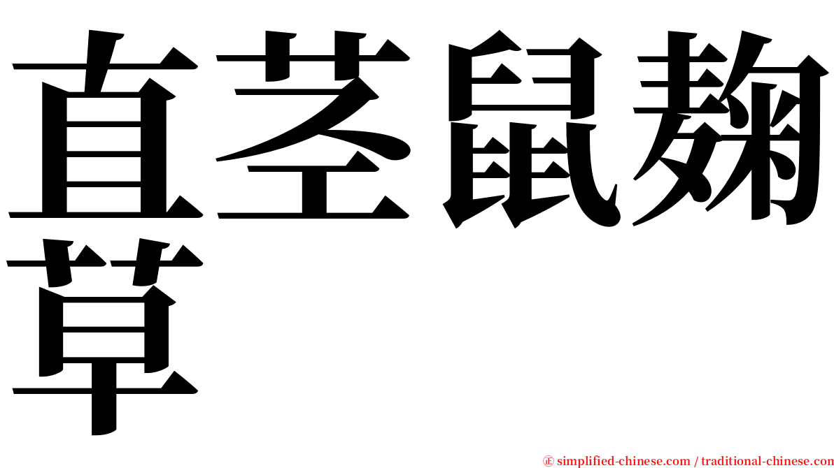 直茎鼠麹草 serif font