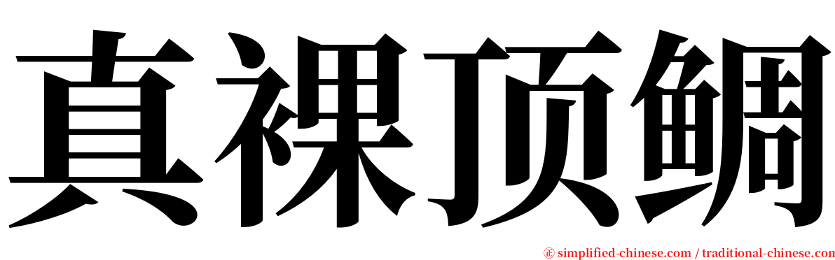 真裸顶鲷 serif font