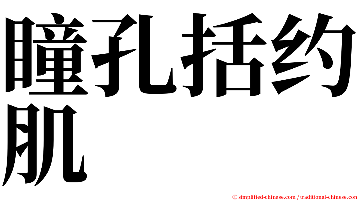 瞳孔括约肌 serif font