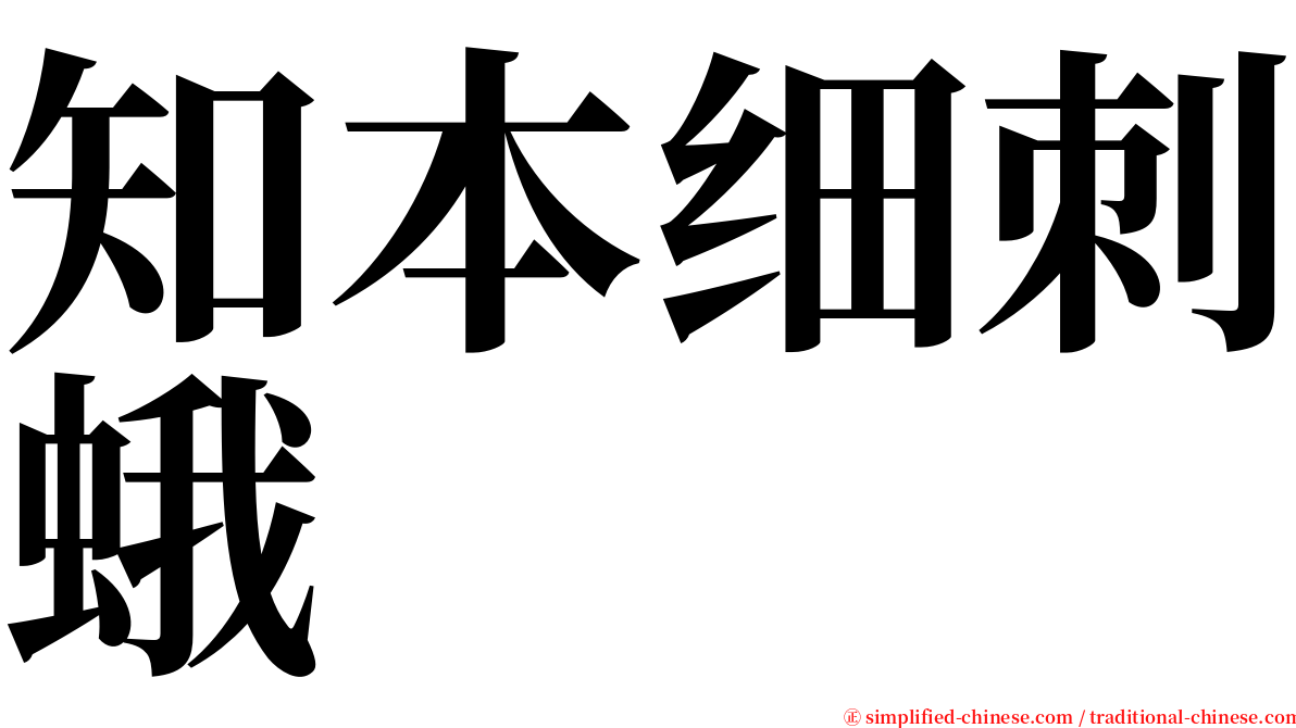 知本细刺蛾 serif font