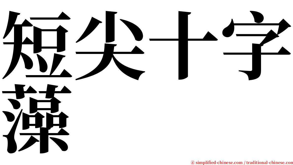 短尖十字藻 serif font