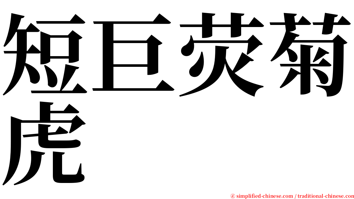 短巨荧菊虎 serif font