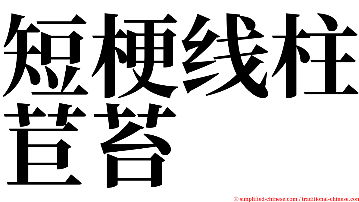 短梗线柱苣苔 serif font