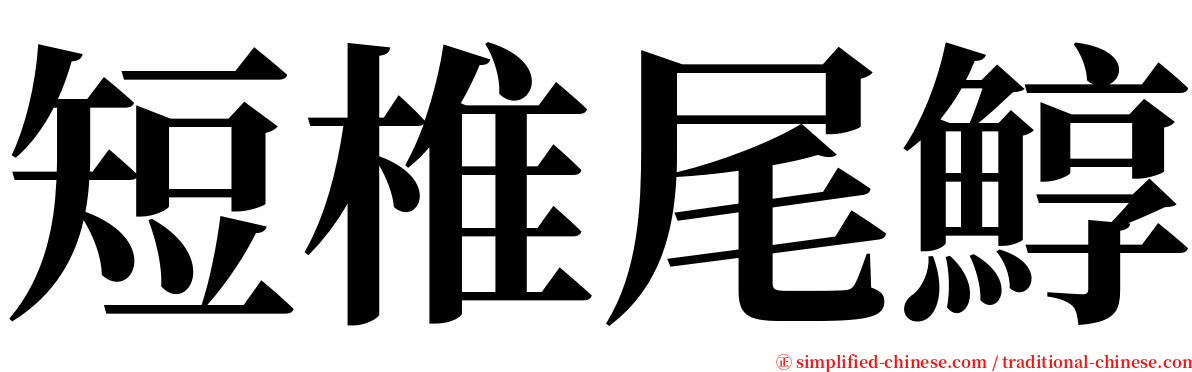 短椎尾鯙 serif font