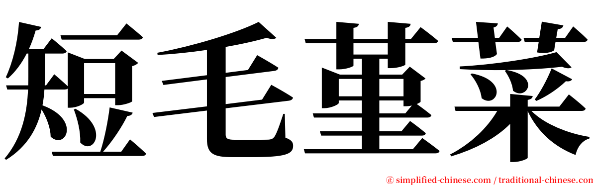 短毛堇菜 serif font