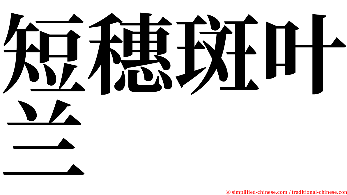 短穗斑叶兰 serif font