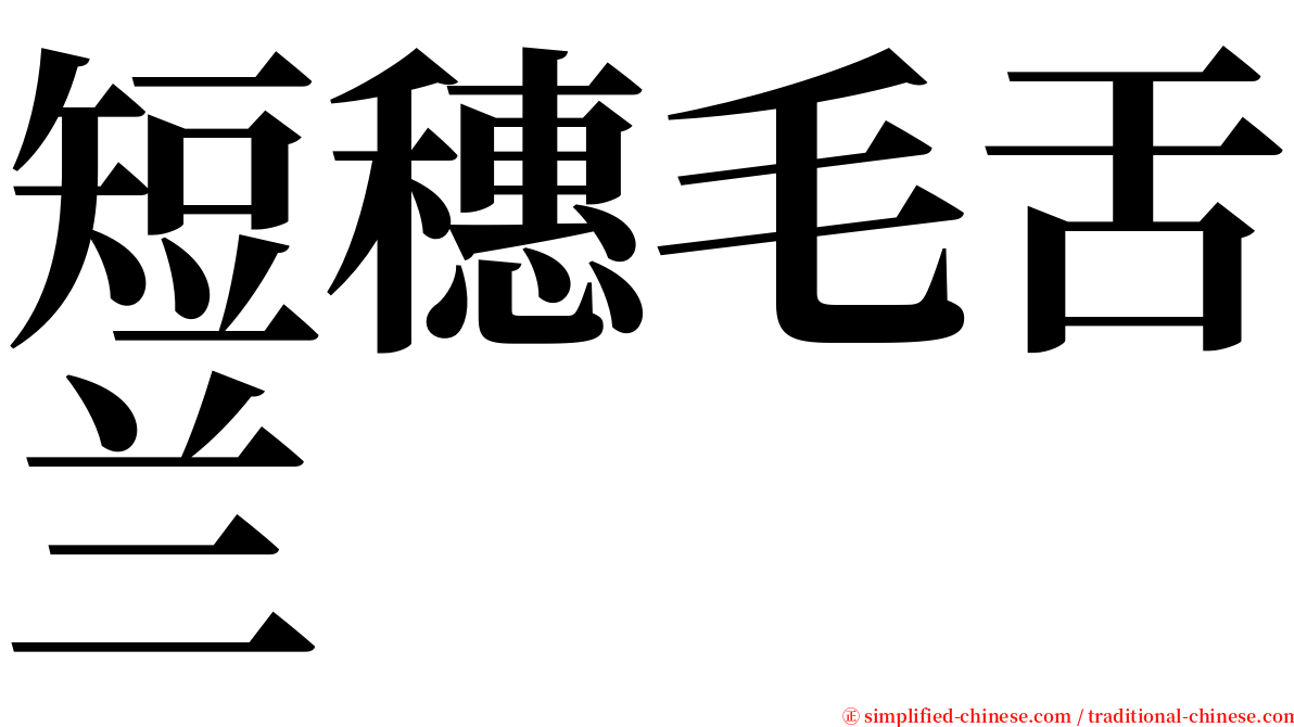 短穗毛舌兰 serif font