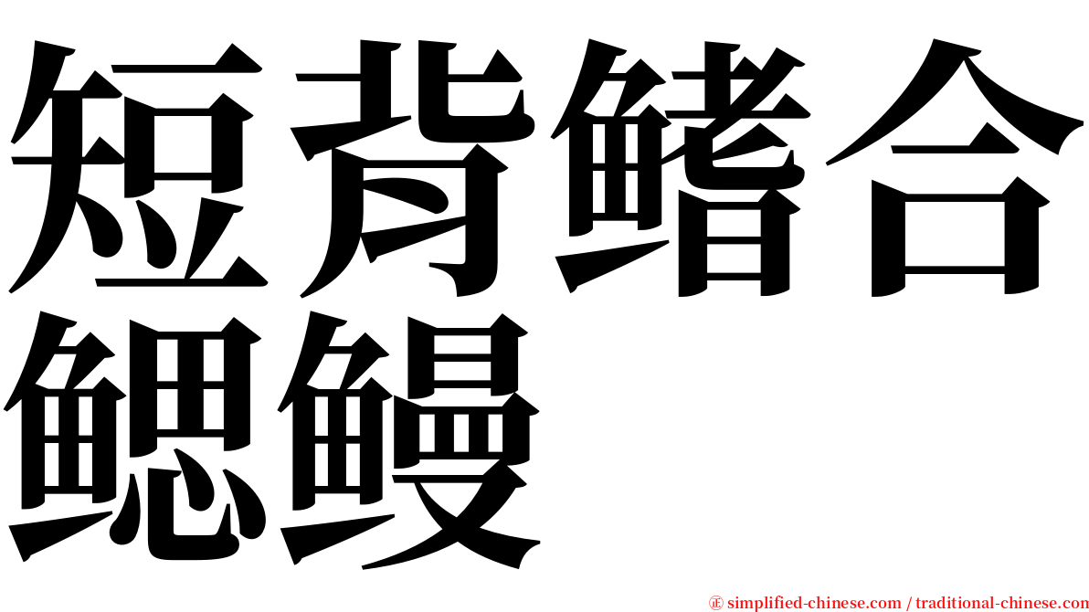 短背鳍合鳃鳗 serif font