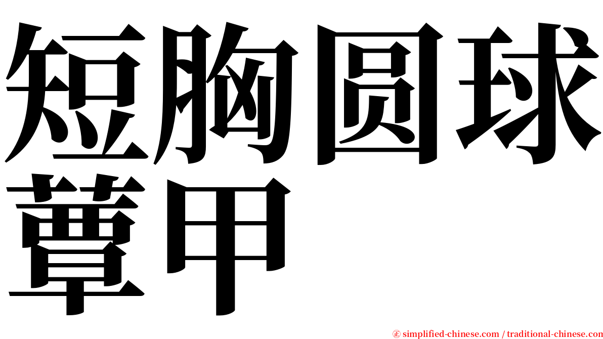 短胸圆球蕈甲 serif font