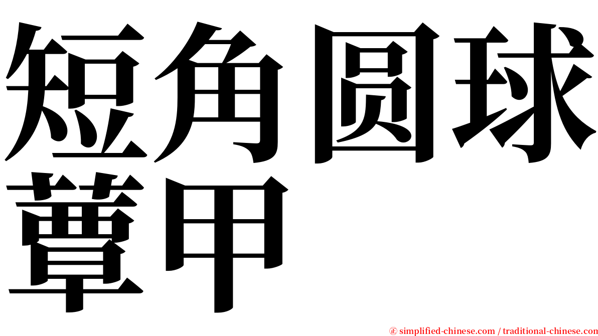 短角圆球蕈甲 serif font