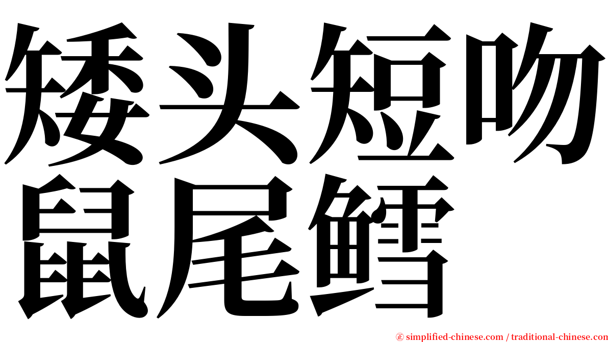 矮头短吻鼠尾鳕 serif font