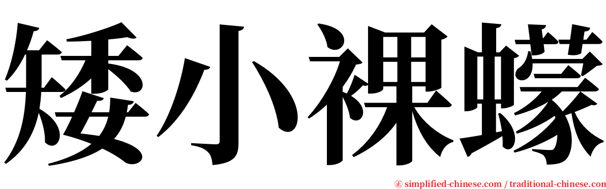 矮小裸蠓 serif font