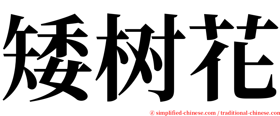 矮树花 serif font