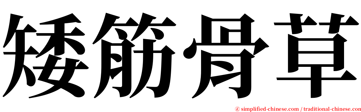 矮筋骨草 serif font