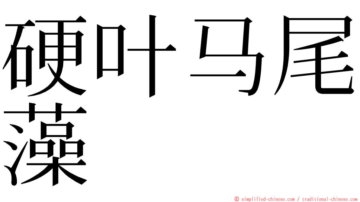 硬叶马尾藻 ming font