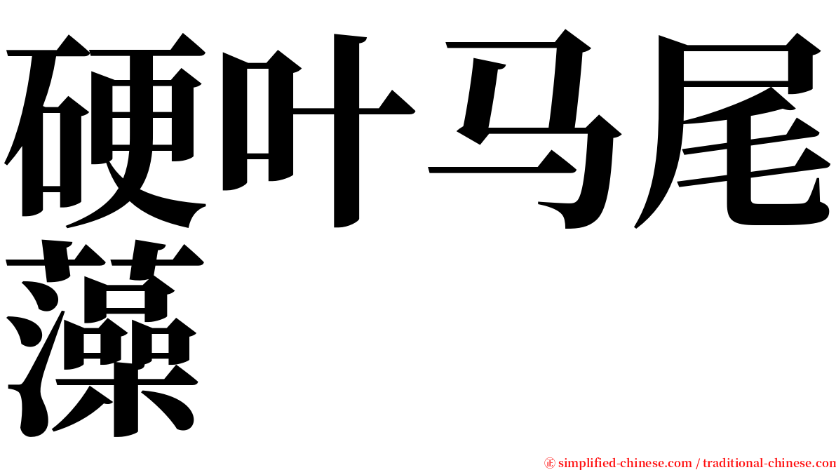 硬叶马尾藻 serif font