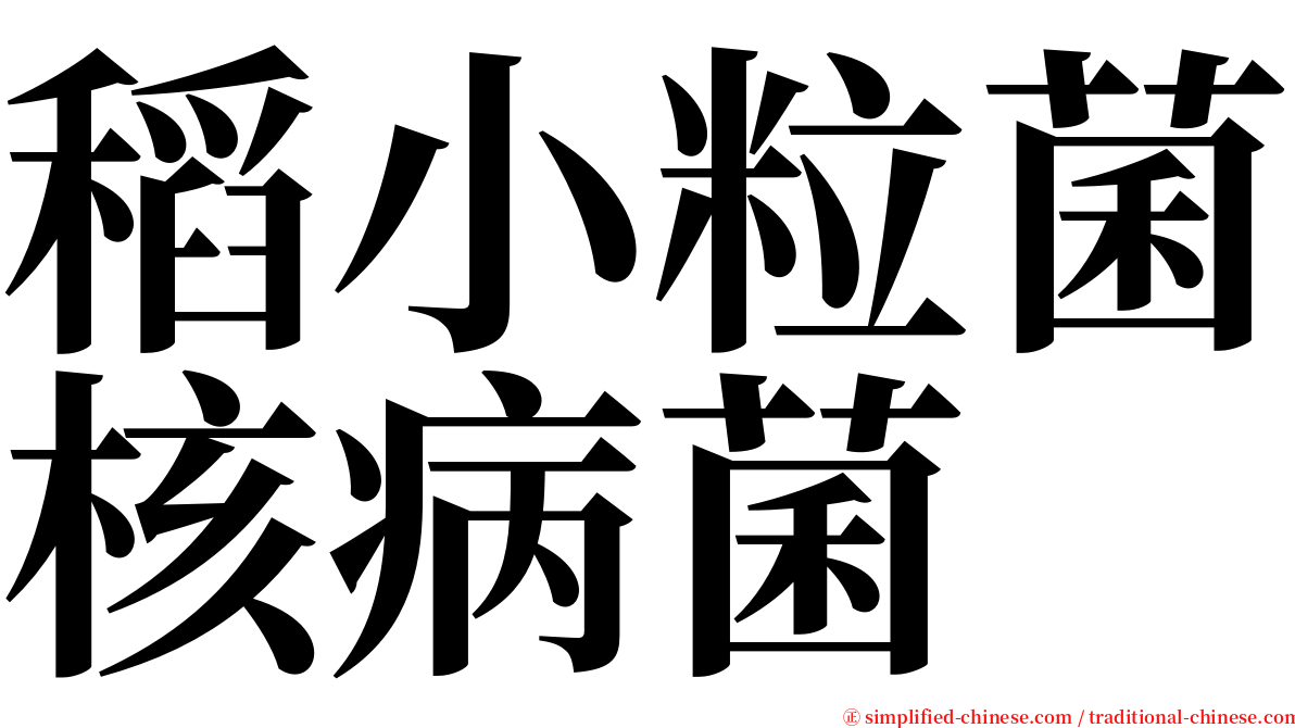 稻小粒菌核病菌 serif font