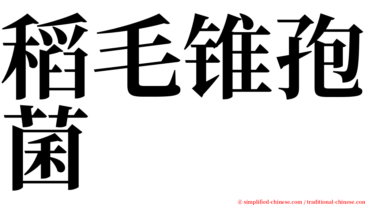 稻毛锥孢菌 serif font