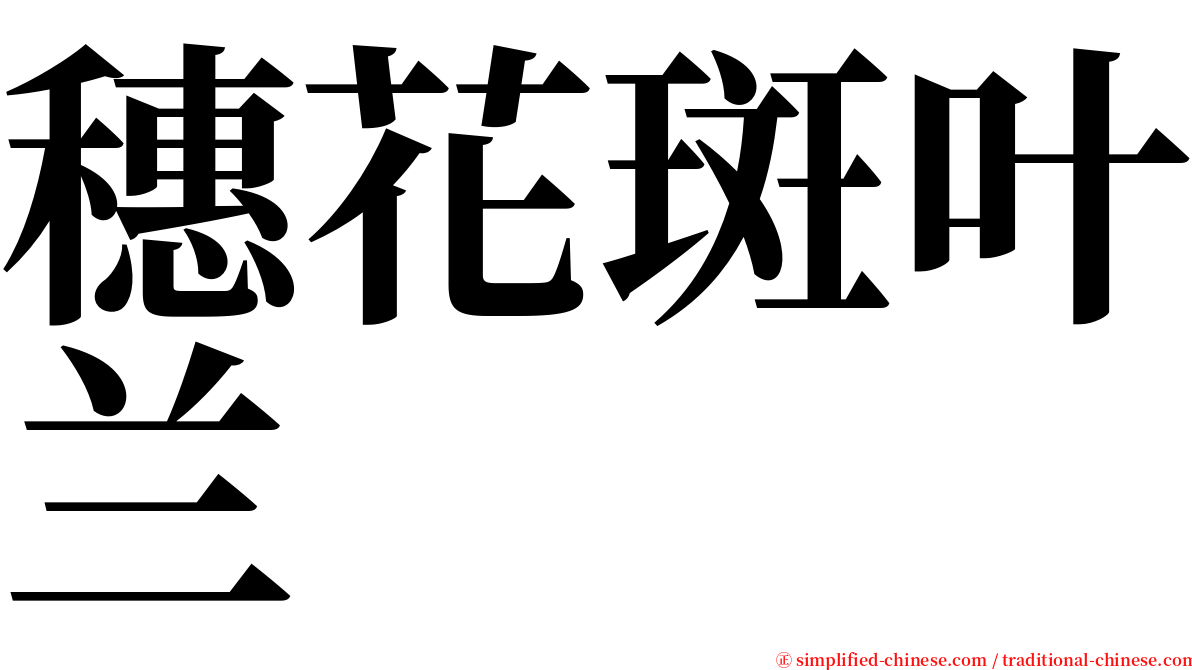 穗花斑叶兰 serif font