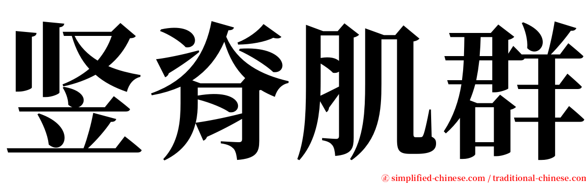 竖脊肌群 serif font