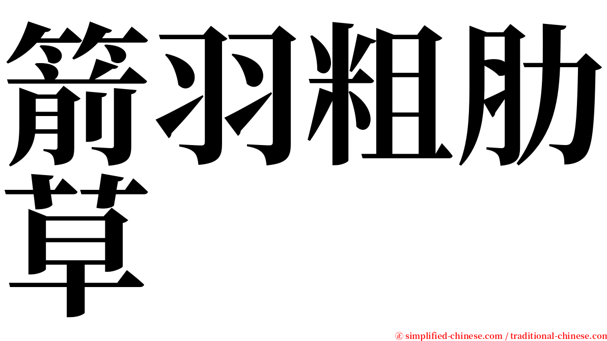 箭羽粗肋草 serif font