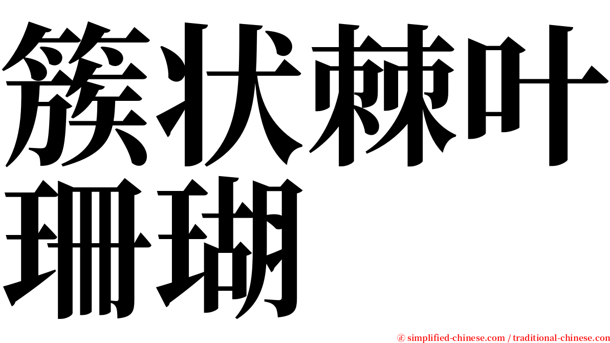 簇状棘叶珊瑚 serif font