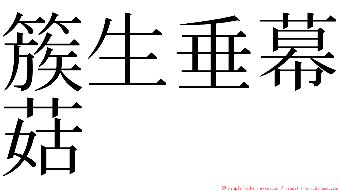 簇生垂幕菇 ming font