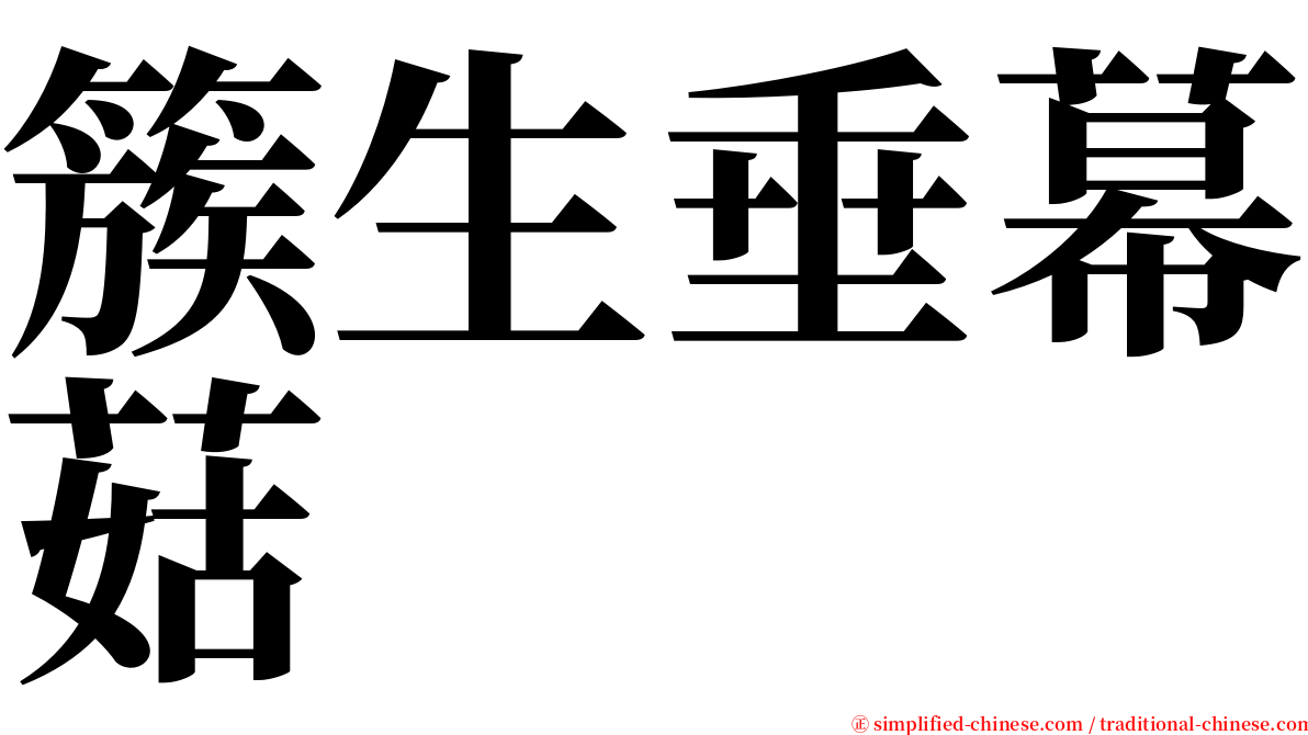 簇生垂幕菇 serif font